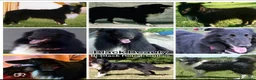 Collie cani in vendita: Cuccioli purissimi pastore scozzese selezionati  - Annuncio 1
