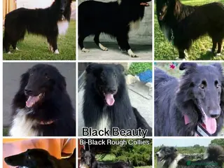 Collie cani Cuccioli purissimi pastore scozzese selezionati - Annuncio 6