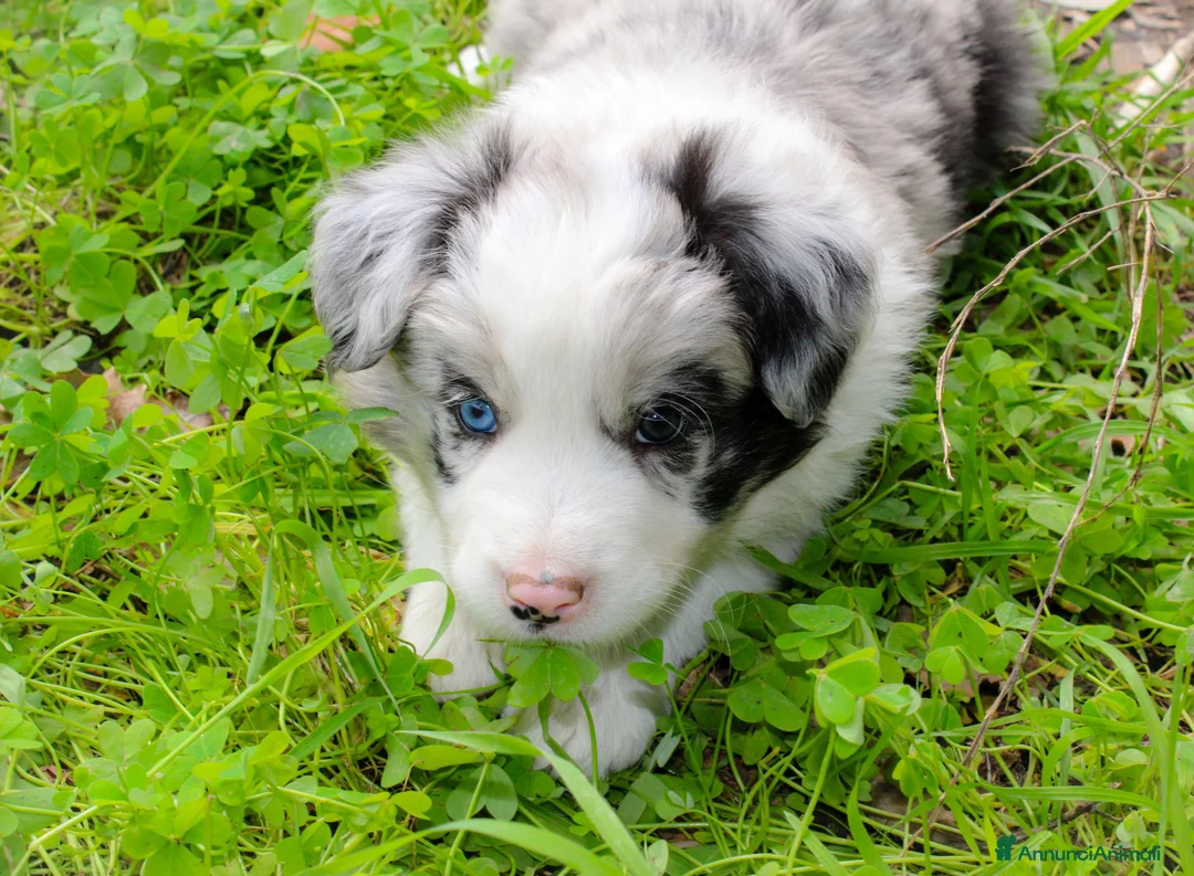 Border Collie cani in vendita: Cuccioli di Border Collie  - Annuncio 5