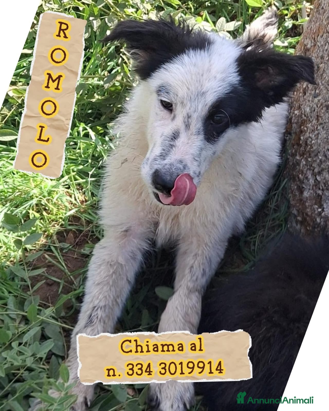 Meticcio cani ROMOLO 💙 MA UNO COME LUI DOVE LO TROVI? 🥰 - Annuncio 13
