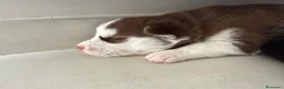 Husky cani in vendita: Cuccioli di husky  - Annuncio 6