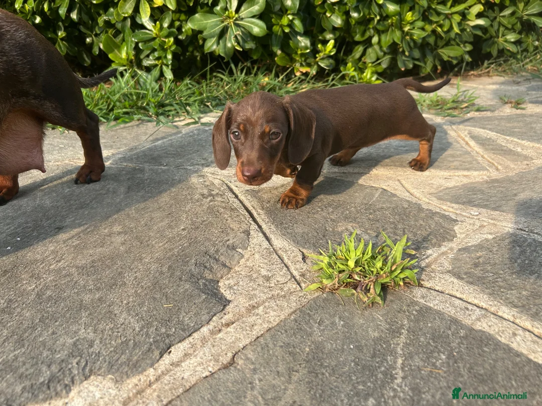 Bassotto cani in vendita: Bassotto Kaninchen femmina cioccolato - Annuncio 2