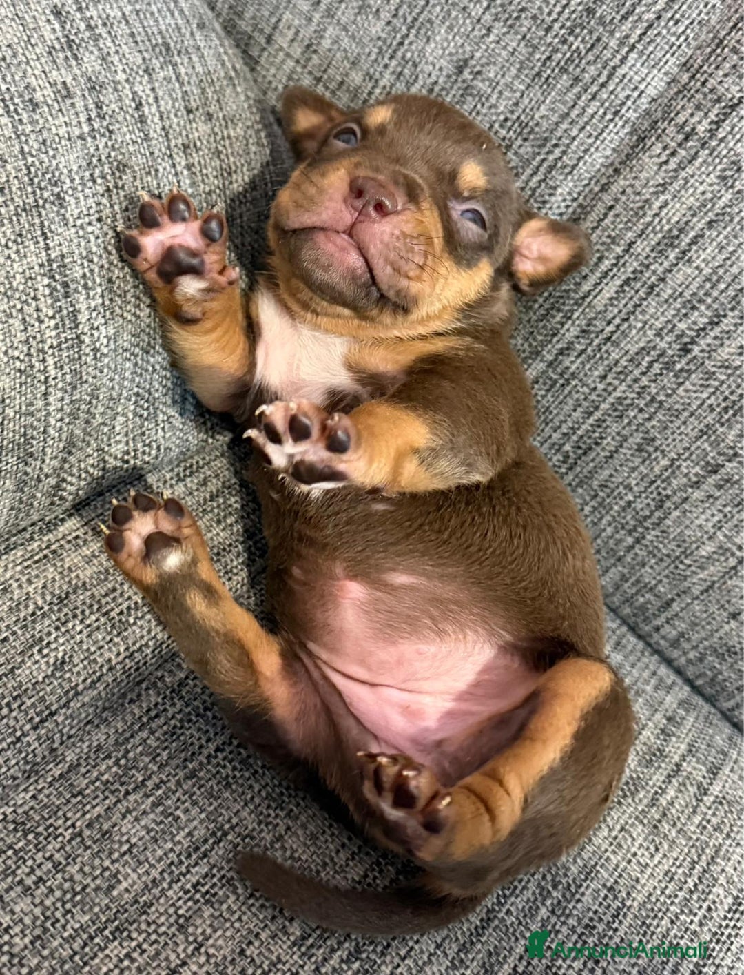 American Bully cani in vendita: Cuccioli di American Bully - Annuncio 3