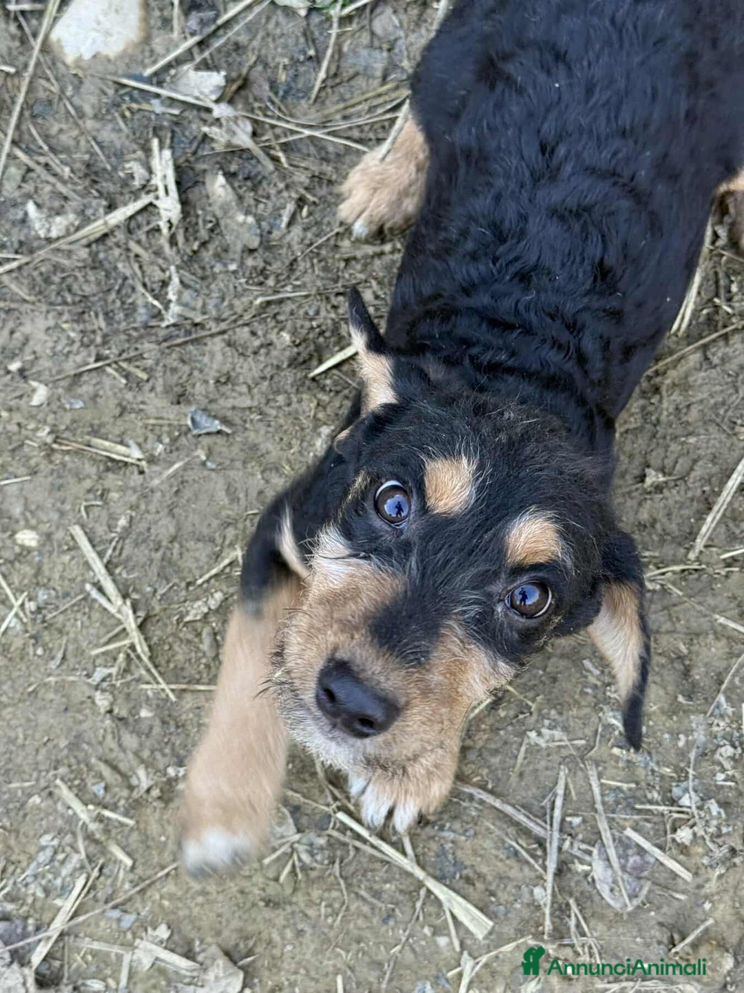 Meticcio cani in regalo: LENY, affettuoso cucciolo TG PICCOLA! Zampecorte - Annuncio 3