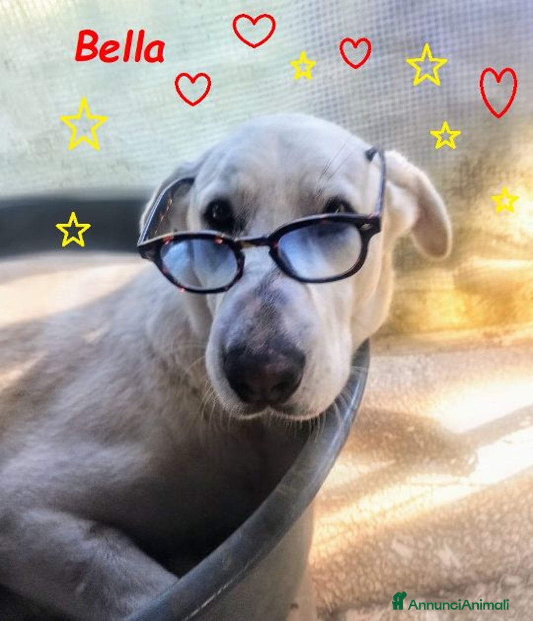 Meticcio cani in regalo: BELLA 2anni buona festosa tg media a Città Metropolitana di Firenze - Immagine 3