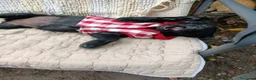 Meticcio cani in regalo: MIA, cucciola di TG PICCOLA super peperina! - Annuncio 8