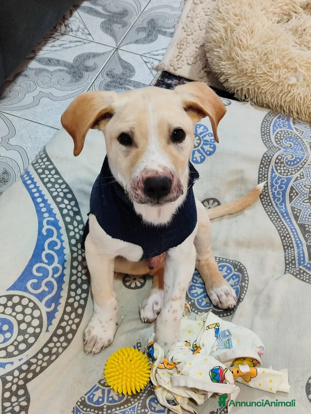 Meticcio cani in regalo: Rocky il cucciolo che ama i mici - Annuncio 4