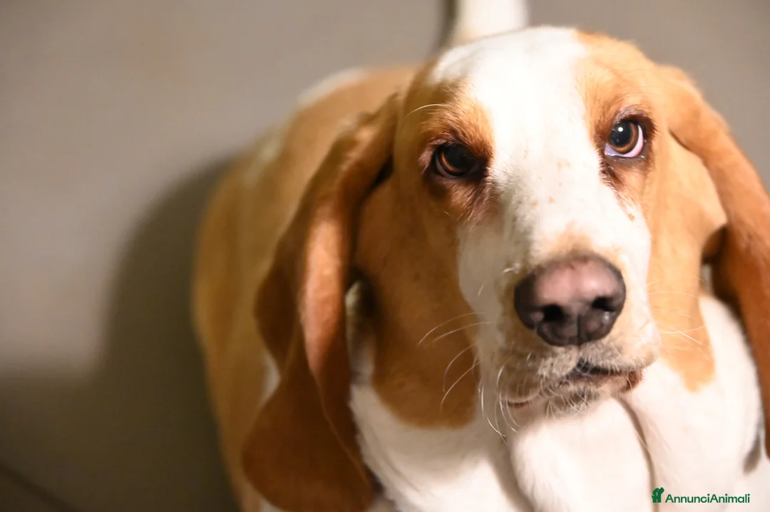 Bassethound cani per accoppiamento: Bassethound femmina disponibile per accoppiamento - Annuncio 1