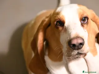 Bassethound cani Bassethound femmina disponibile per accoppiamento - Annuncio 1