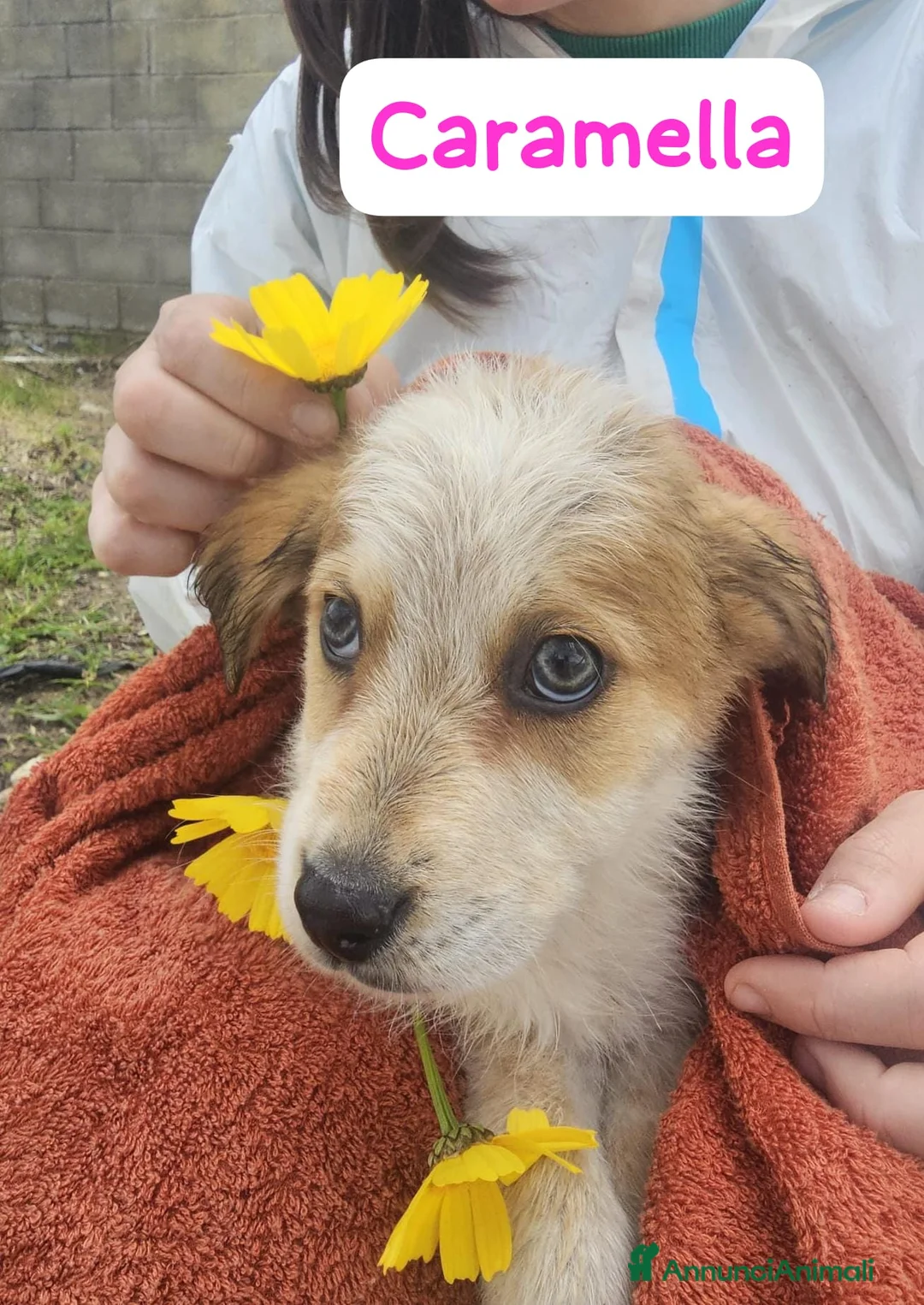 Meticcio cani in regalo: Caramella  a Provincia di Crotone - Annuncio 2