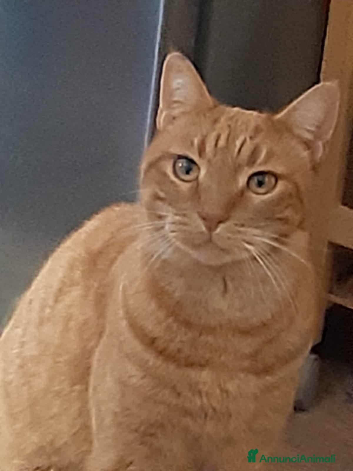 Meticcio gatti Dolce gatto rosso anziano, un anno di cibo pagato a Provincia di Trieste - Annuncio 1