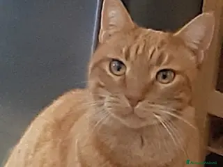 Meticcio gatti Dolce gatto rosso anziano, un anno di cibo pagato a Provincia di Trieste - Annuncio 1