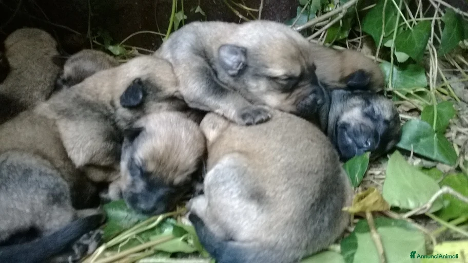 Immagine della galleria {{count}}