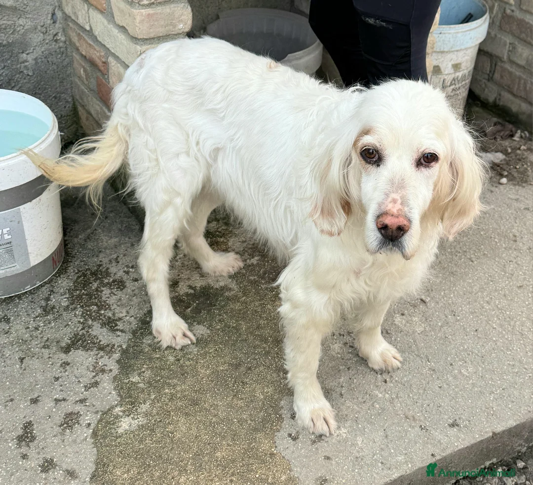 Setter Inglese cani in regalo: Liz 14 anni setter inglese  a Provincia di Teramo - Annuncio 1