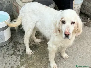 Setter Inglese cani Liz 14 anni setter inglese a Provincia di Teramo - Annuncio 1