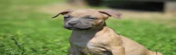 Pitbull cani in vendita: Pit Bull con pedigree anche a rate  - Annuncio 33