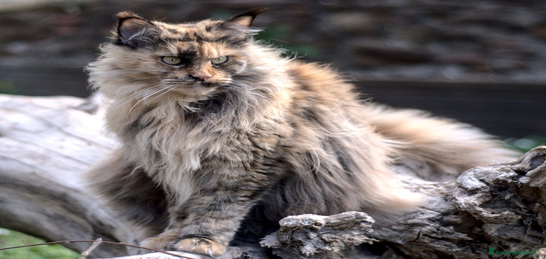 Immagine della galleria {{count}}