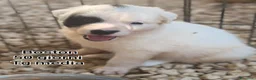 Meticcio cani in regalo: TANTI CUCCIOLI SOLI! a Provincia di Vicenza - Annuncio 3