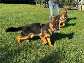 Pastore Tedesco cani in vendita - Annuncio 1