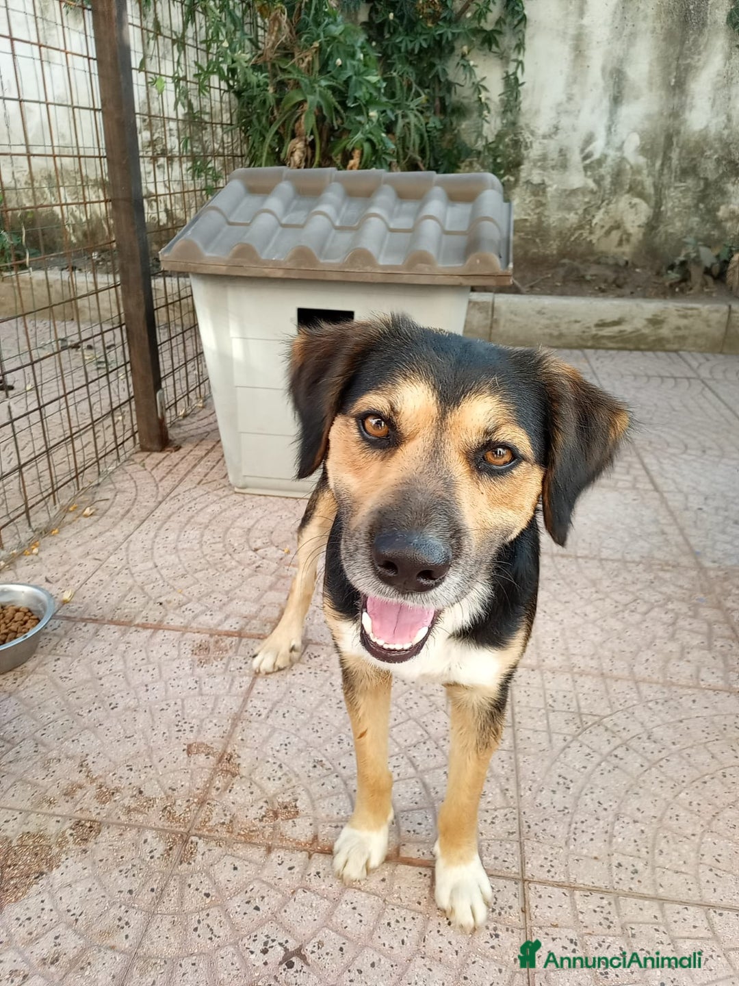 Meticcio cani in regalo: Gigio: 2 anni, socievole, equilibrato - Annuncio 11
