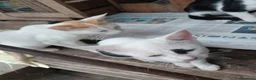 Altre razze gatti in regalo: 🐾❤️ **8 PICCOLI GATTINI CERCANO CASA ❤️🐾 - Annuncio 4