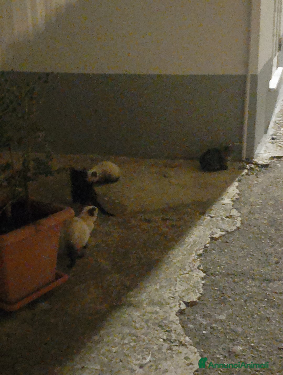 Siamese gatti in vendita: Vendo cuccioli simil siamesi!!Stupendi!! - Annuncio 2