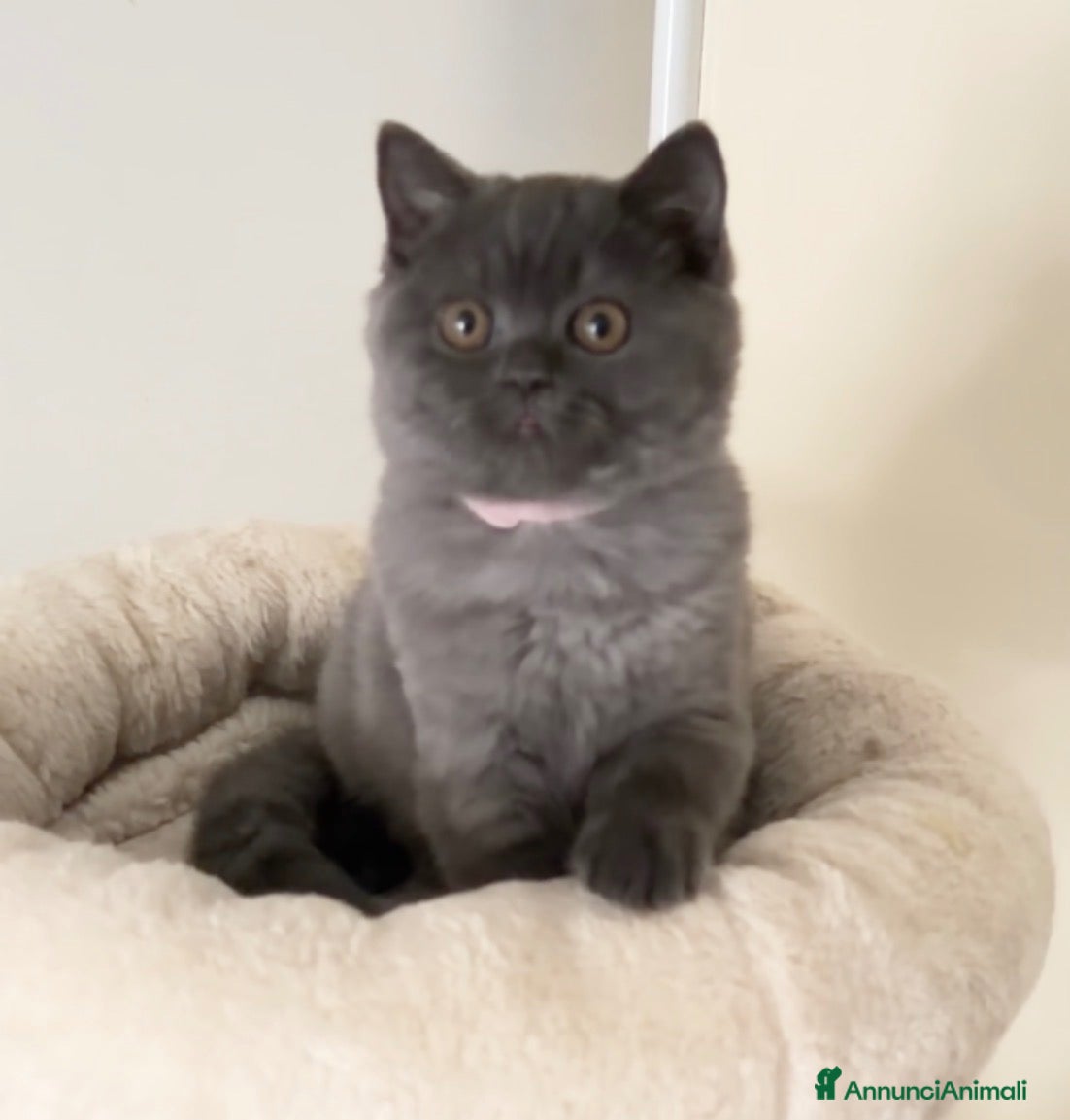 Scottish gatti in vendita: Scottish fold e straight  - Annuncio 1