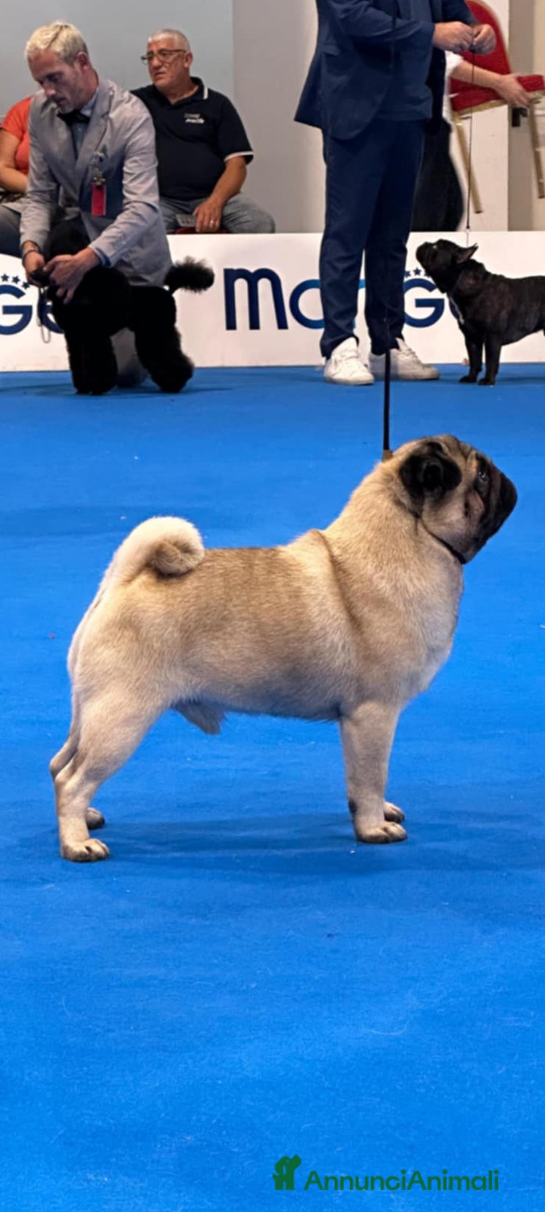 Carlino cani in vendita: Cucciolo Maschio Carlino - Annuncio 8