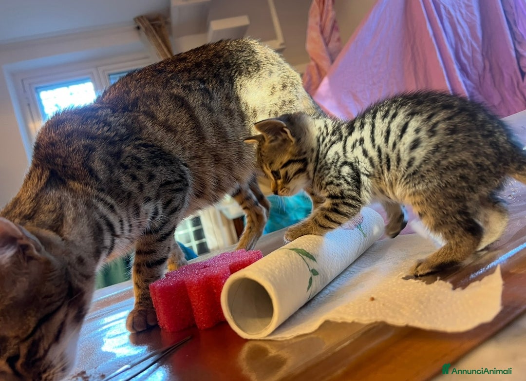 Savannah gatti in vendita: Cucciola di Savannah F5 - Annuncio 10