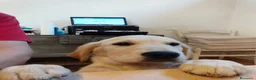 Golden Retriever cani in vendita: Ultimi 2 cuccioli Golden Retriever - Annuncio 5