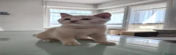 British gatti in vendita: Splendido cucciolo di British Shorthair  - Annuncio 3