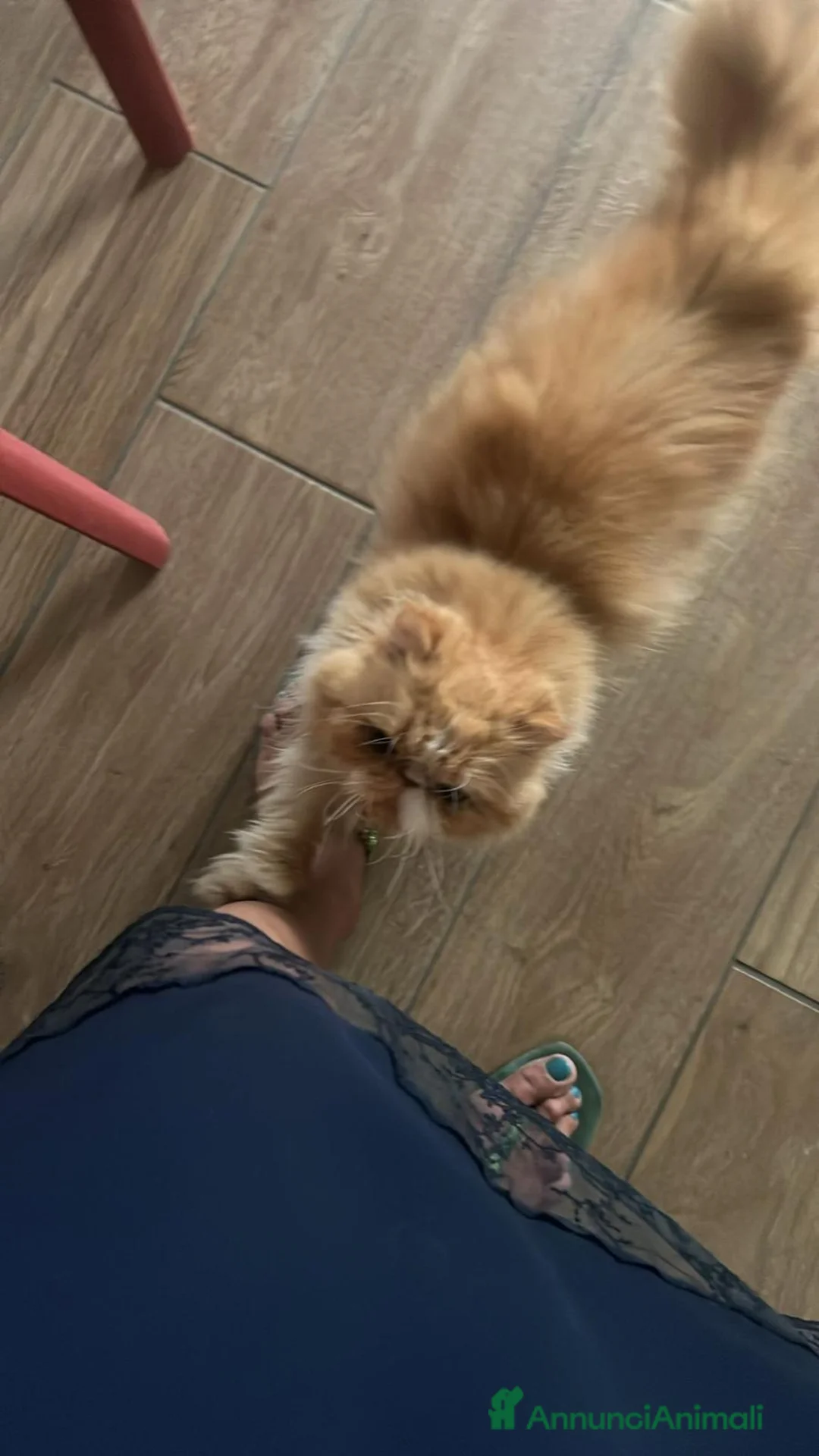 Persiano gatti in regalo: GATTI PERSIANI a Città metropolitana di Milano - Annuncio 2