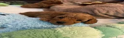 Barboncino Toy cani in vendita: Cuccioli di Barboncino Toy di Razza Pura - Annuncio 8