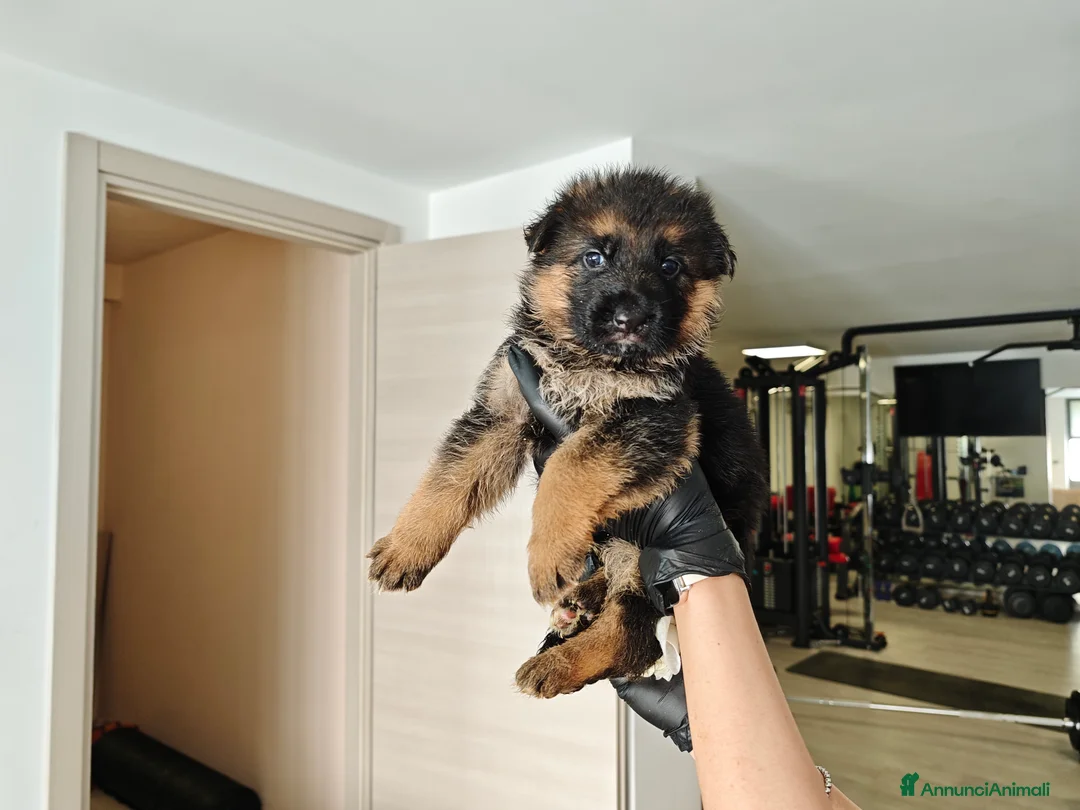 Pastore Tedesco cani in vendita: Cuccioli di pastore tedesco  - Annuncio 4