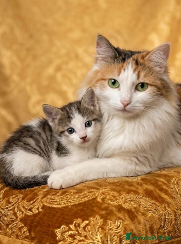 Ragdoll gatti Ragdoll calicò van - Annuncio 10