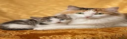 Ragdoll gatti in vendita: Ragdoll calicò van - Annuncio 1