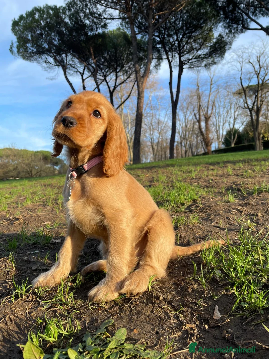Cocker cani in vendita: Cuccioli Cocker Spaniel Inglese con pedigree ENCI a Città metropolitana di Roma Capitale - Annuncio 12
