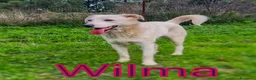 Meticcio cani in regalo: WILMA🩷-cagnolina. Non lasciarla in canile 😞🥺 - Annuncio 1