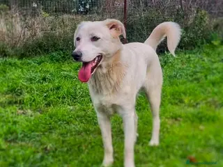 Meticcio cani WILMA🩷-cagnolina. Non lasciarla in canile 😞🥺 - Annuncio 9