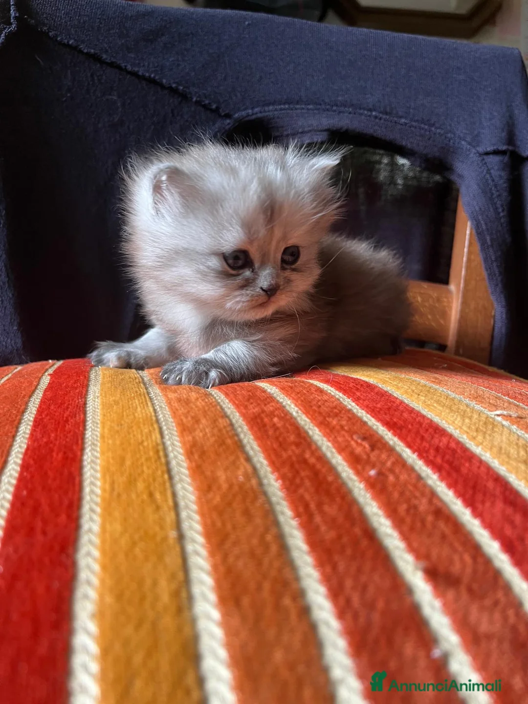 Persiano gatti in vendita: Animali  a Provincia di Lecce - Annuncio 2