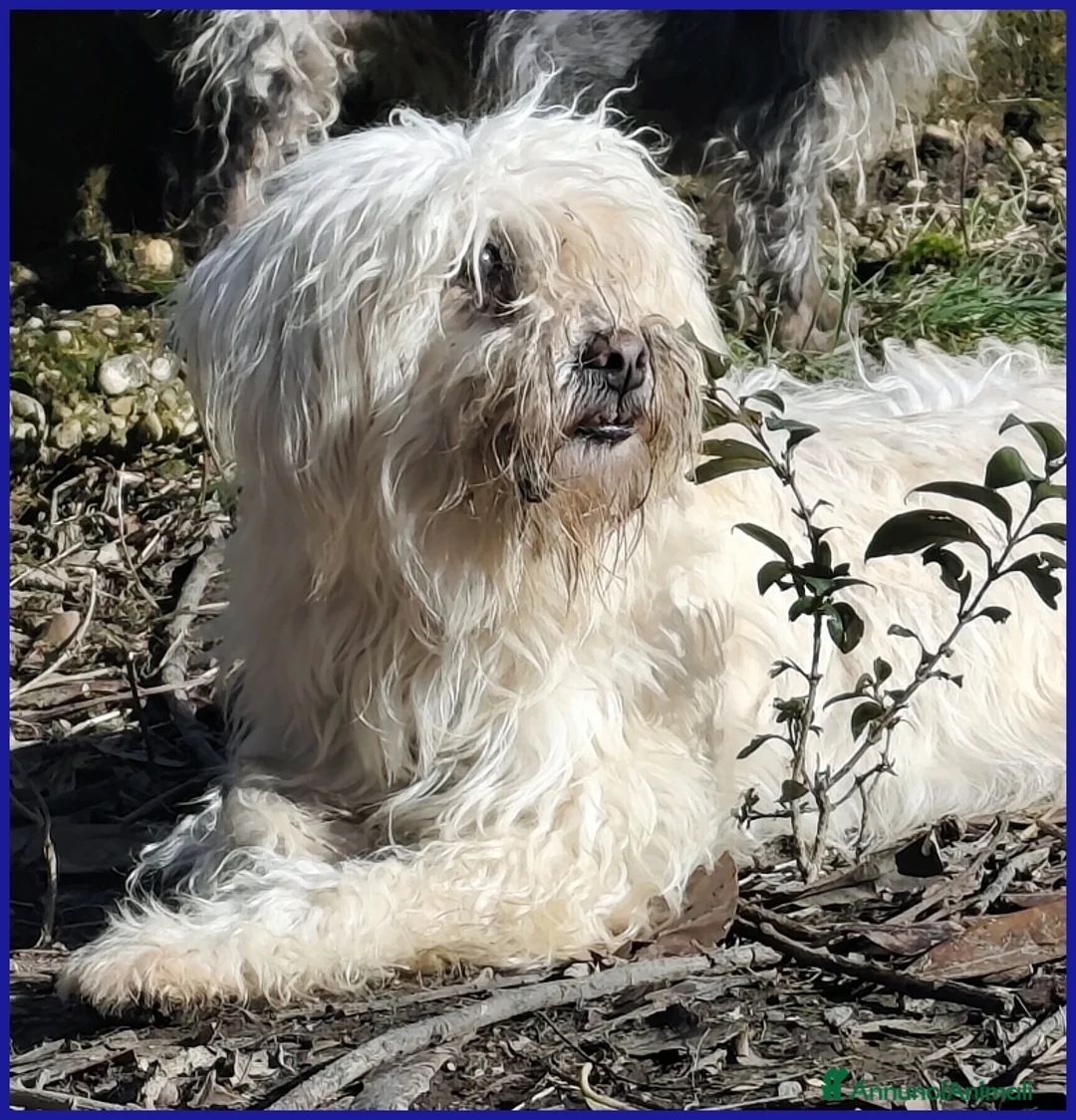Barboncino cani in regalo: DELORIS VAN CARTIER, UN BATUFFOLO DI PELO CHE MERI - Annuncio 10