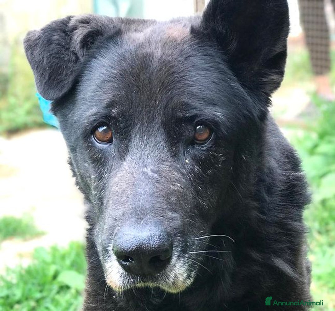 Meticcio cani in regalo: Nonno Martin, adozione del cuoricino - Annuncio 7