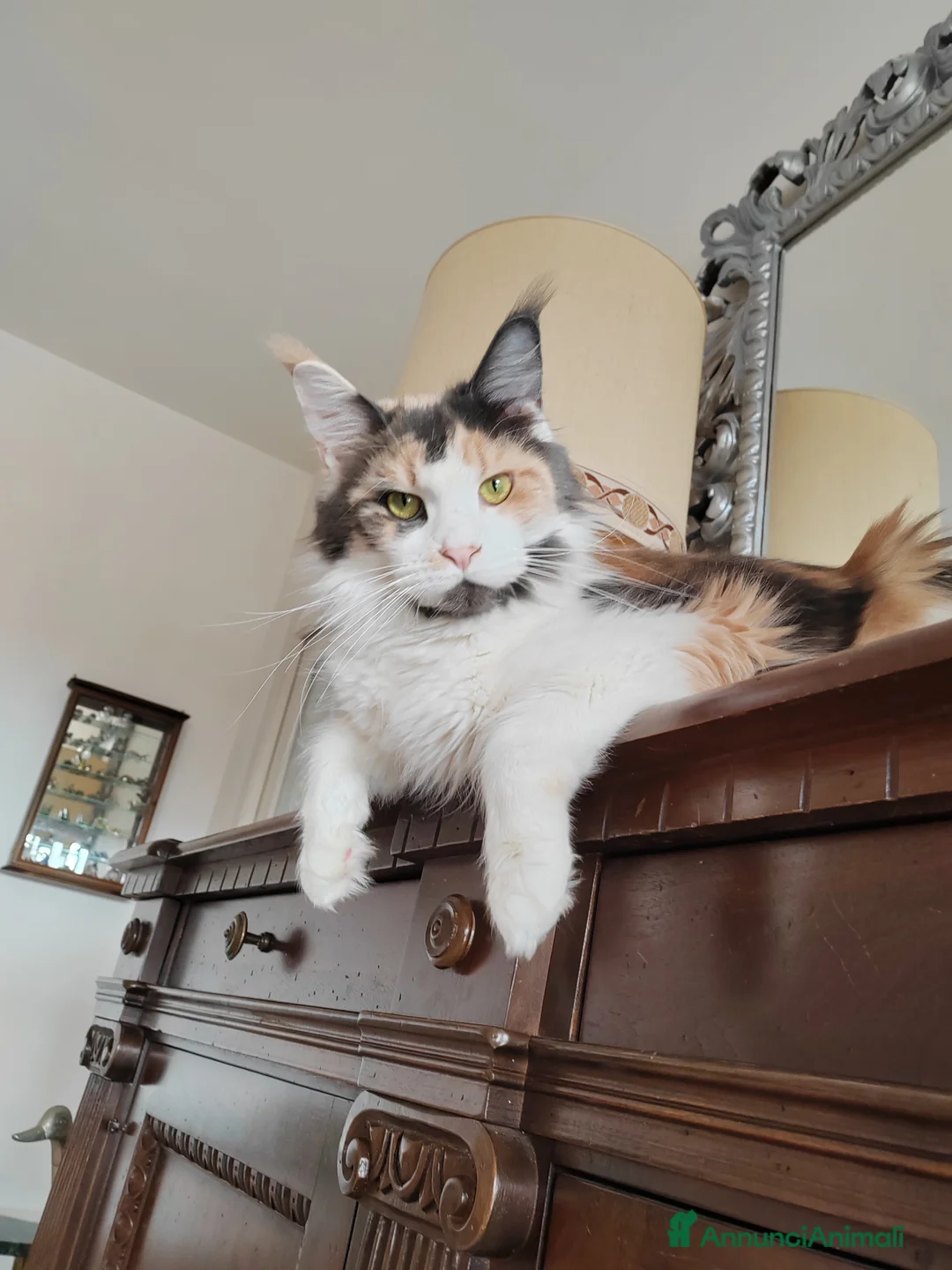 Maine Coon gatti in vendita: 2 MERAVIGLIOSI CUCCIOLI DI MAINE COON - Annuncio 3