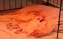 Maltese cani in vendita: Maltese cucciolo con pedigree Enci - Immagine 2