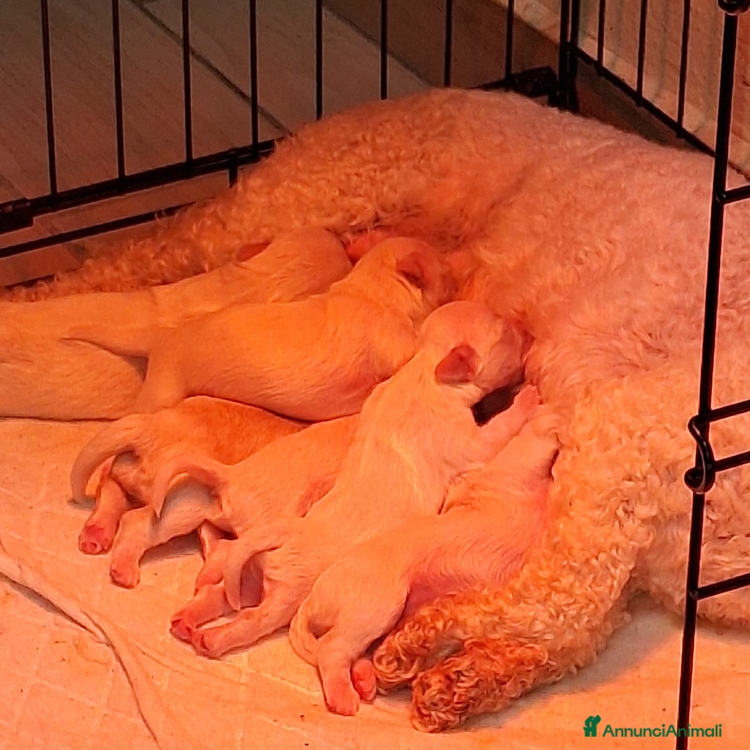 Maltese cani in vendita: Maltese cucciolo con pedigree Enci - Immagine 2