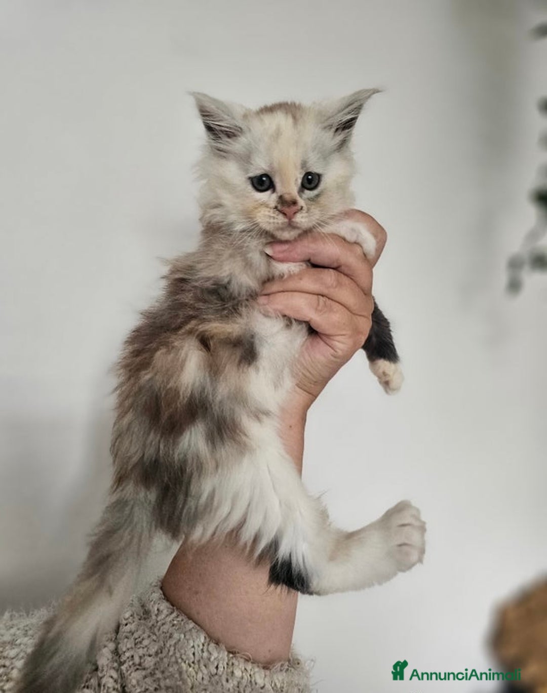 Maine Coon gatti in vendita: Cuccioli di Maine Coon ❤️ - Annuncio 3