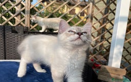 Ragdoll gatti in vendita: Fantastici cuccioli di Ragdoll a Provincia di Pavia - Immagine 9