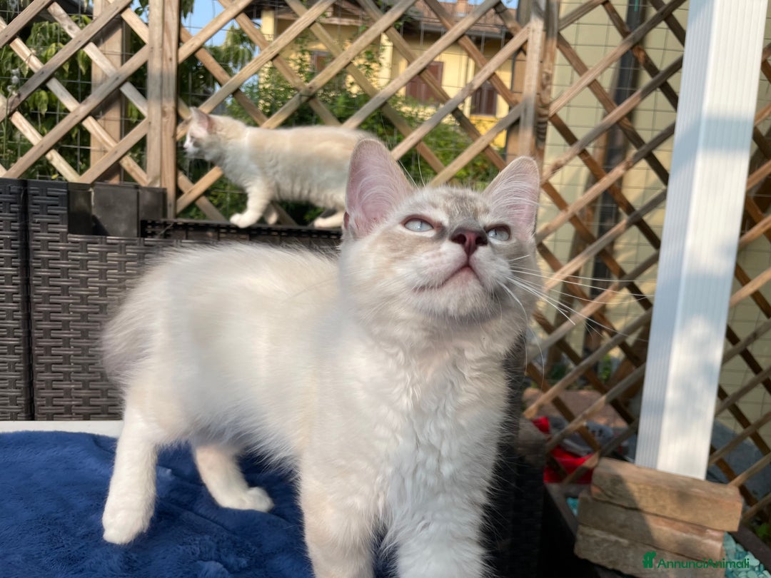 Ragdoll gatti in vendita: Fantastici cuccioli di Ragdoll a Provincia di Pavia - Immagine 9