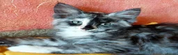 Maine Coon gatti in vendita: Maine Coon tabby cucciole gemelle - Annuncio 5