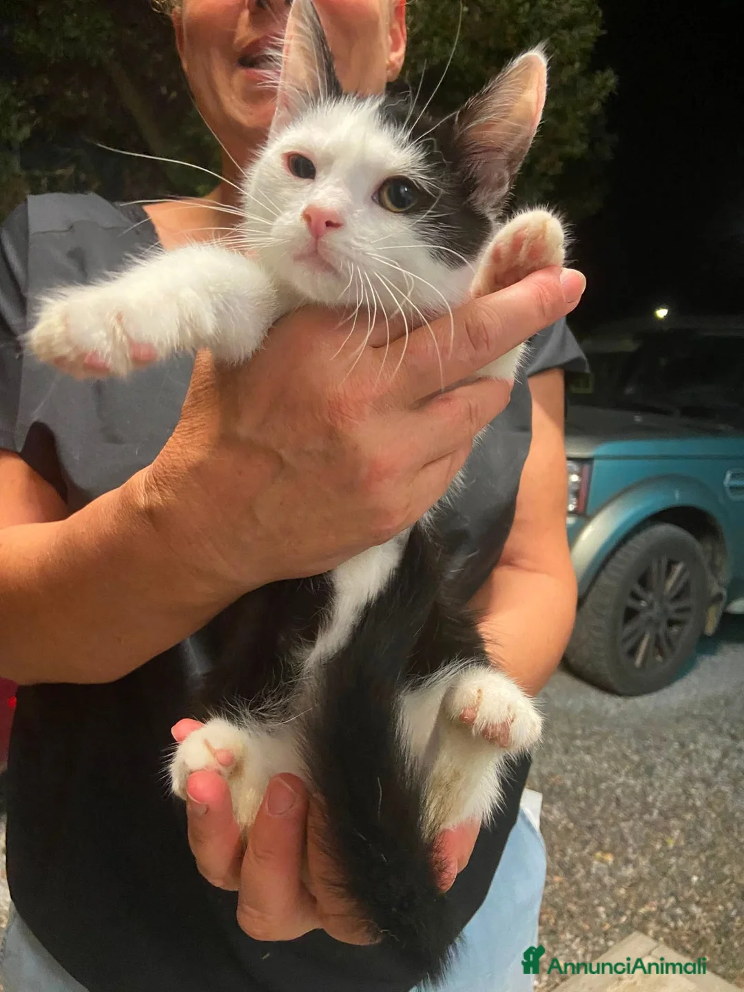 Europeo gatti in regalo: Gattino dolcissimo  - Annuncio 5